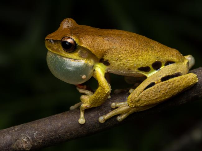 Eungella Whirring Treefrog (Litoria eungellensis), a new species of frog was identified in Eungella, near Mackay in Queensland. Picture: Stephen Mahony