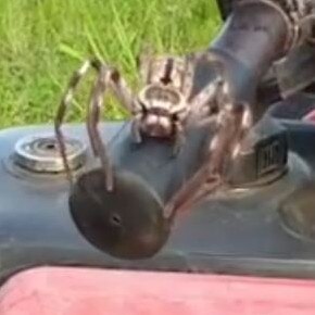 The spider crouched down and launched itself, prompting a panicked flurry of swear words from Mr Tongatua as he tried to get away. Picture: Metui Tongatua/Instagram