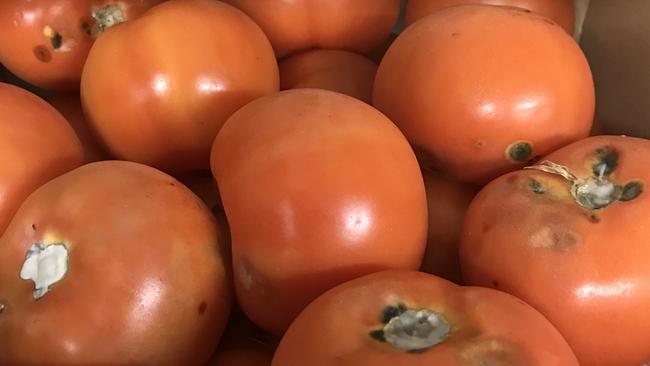 Rotting fruit and veg allegedly left behind by Outback Stores and discovered by Aboriginal Investment Group