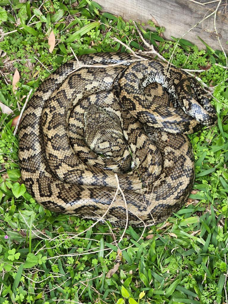 Snake season starts in SEQ as catchers warn more than a hundred snakes ...