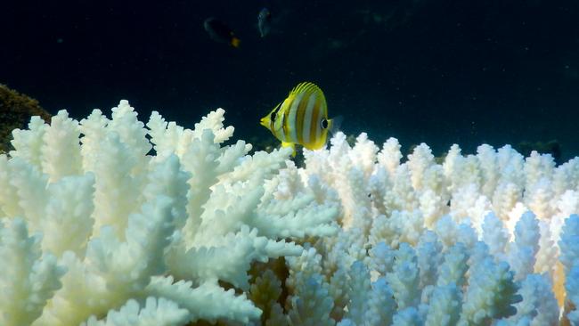 Photos show life returning to bleached corals off Magnetic Island.