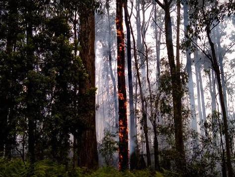 CFA crews battled three fires in Monbulk. Picture: Monbulk CFA