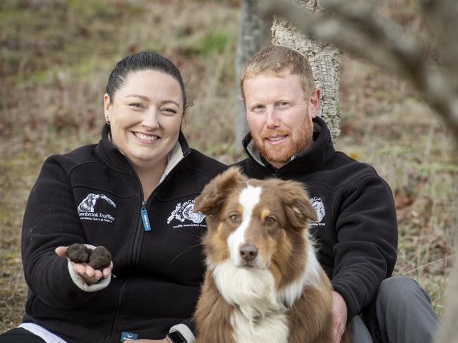 NEWS: Gembrook TrufflesChloe and Nathan Carter run Gembrook Truffles. PICTURED: Gembrook Truffles Chloe and Nathan Carter with their Aussie Shepherd Willow and trufflesPicture: Zoe Phillips