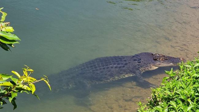 East Russell photographer Gus Lee often crosses the Clyde Rd bridge across the Russell River to get to Babinda. Whenever he sees this big croc he stops to get a photo. Picture: Gus Lee