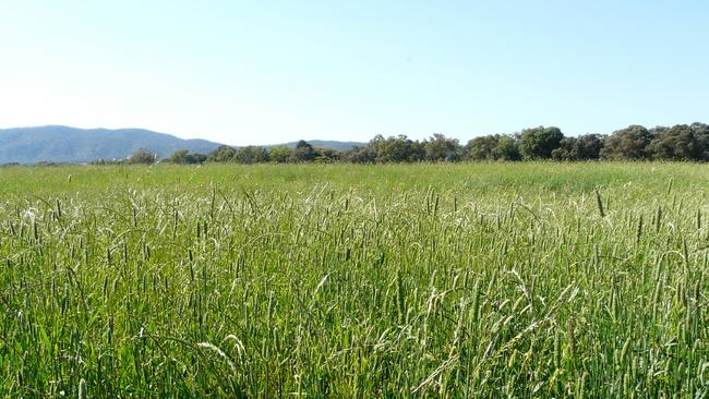 A paddock of Phalaris.