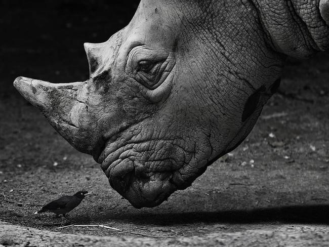 Dialogue ... Don’t expect it will be easier or simpler in the future. It won’t be. There will always be difficulties. Learn to be happy right now, otherwise, it might be too late. Location: Singapore Zoo. Picture: Alla Sokolova (FR)/Siena International Photo Awards 2016