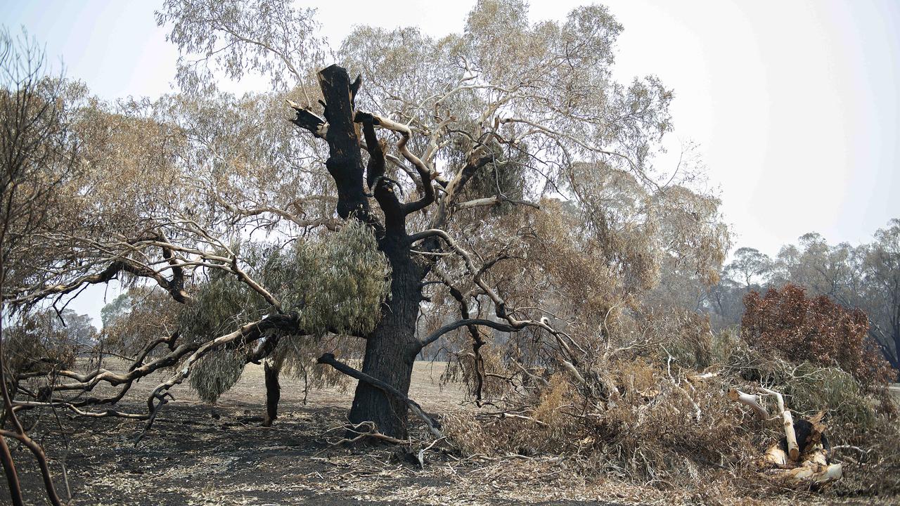 Fire crews are clearing hazardous trees and fallen branches from Plenty Gorge parklands. Picture: Ellen Smith