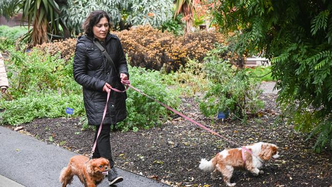 Million Paws Walk at Adelaide Botanic Gardens. Picture: Brenton Edwards