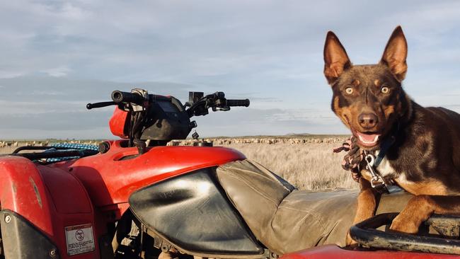 Red the kelpie. Picture: Elle Moyle