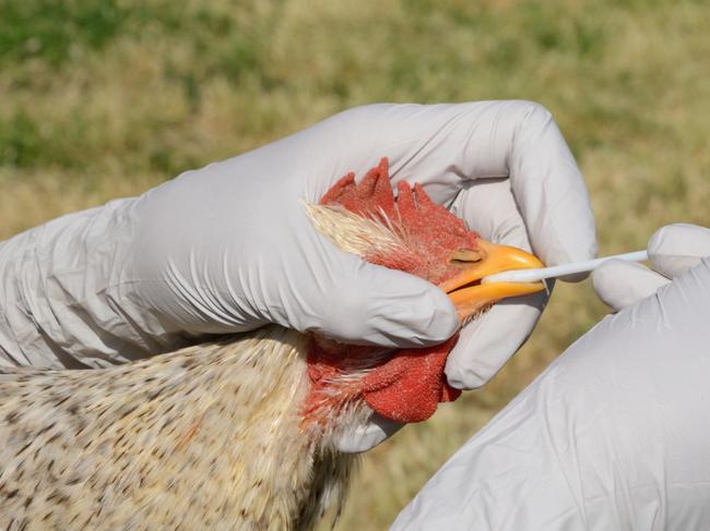 A mix breed rooster being tested for avian influenza