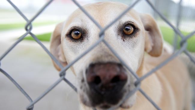 Police quash Mareeba dog rescue claims posted on facebook | The Cairns Post