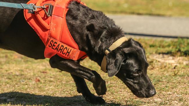 Fire ant detector dog “Cola” is one of the highly specialised dogs used for sniffing out fire ants. July 25, 2023. Picture: Glen Campbell/NCA NewsWire