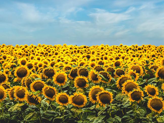 Sunflower fields with blue skies. Photo: Todd Trapani