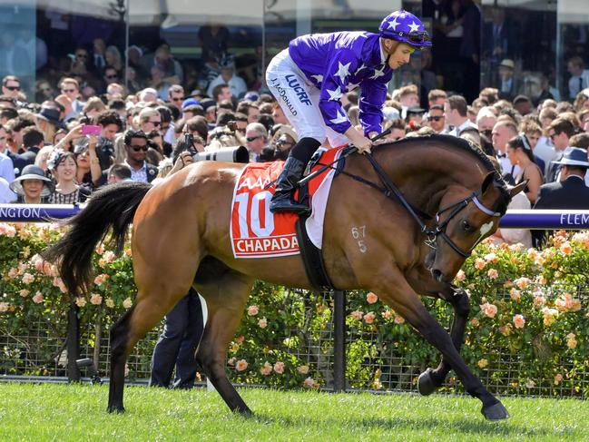 Chapada ridden by James McDonald heads to the barrier before the AAMI Victoria Derby at Flemington. Picture: John Donegan/Racing Photos