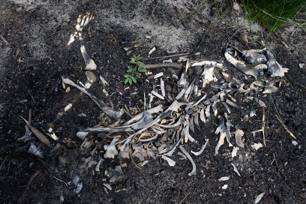 GRAVEYARD: The remains of a dead greyhound in the Vera Scarth-Johnson Wildflower Reserve near Coonarr Beach. Photo: Mike Knott / NewsMail. Picture: Mike Knott