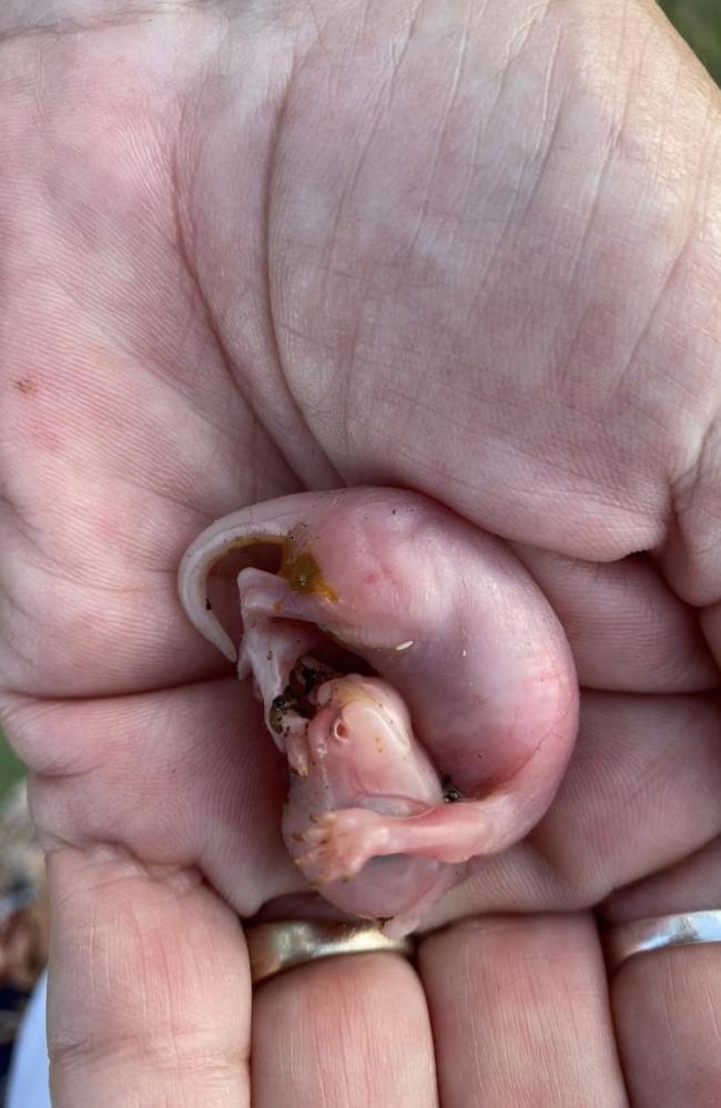 Deborah Bohman found this tiny roo at Woolgoolga Soccer fields after its mother died from a road crash.