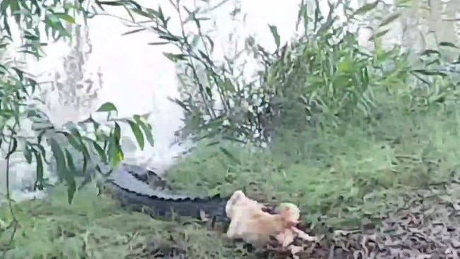 Plucky pooch Dumb Blonde had no qualms about giving the massive reptiles what-for at Goat Island Lodge. Picture: YouTube