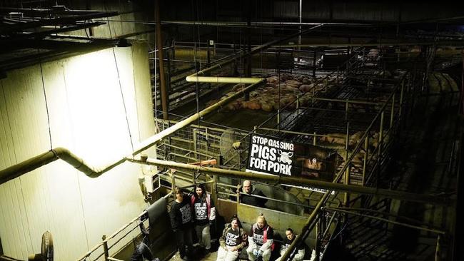 Animal activists stormed a Victorian slaughterhouse to protest the stunning of pigs. Picture: Farm Transparency Project