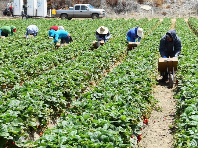 Salinas, California, USA - June 30, 2015: Seasonal farm workers pick and package strawberries. istock image