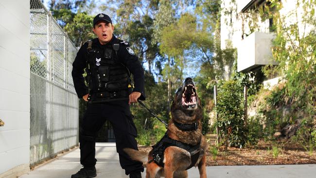 Queensland Police Dog Robbie and Snr Constable Sligsby. Photo: Scott Powick NEWSCORP