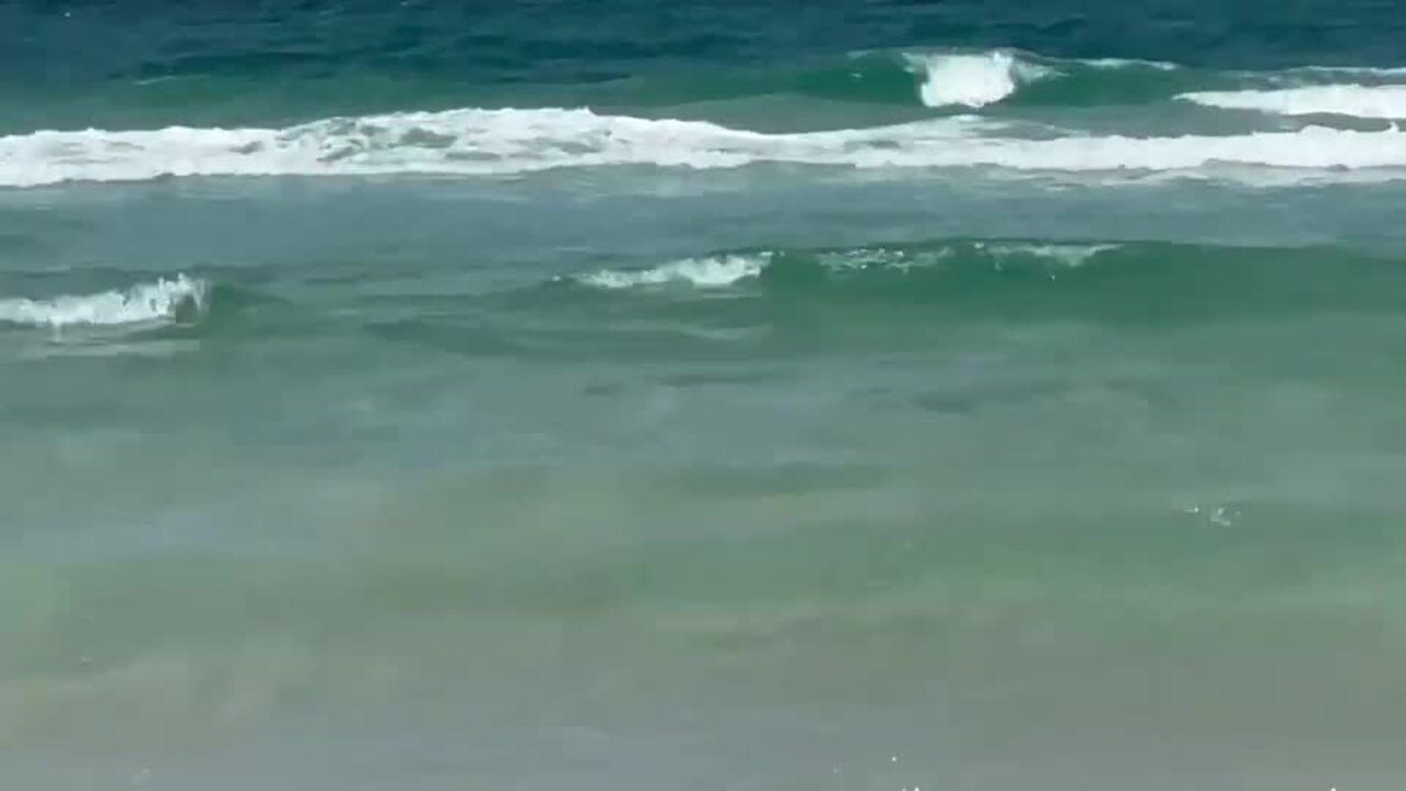 Sharks swimming in the shallows on K’gari.