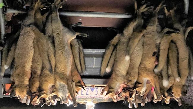 Plague numbers: Ken Smith shot these 25 foxes on one Vite Vite farm in Victoria’s southwest last Thursday night.