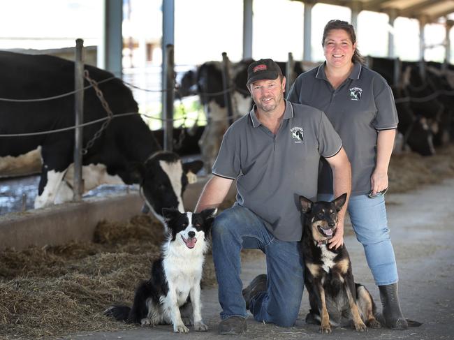 15/03/17 -  Wes,48, and Rita Hurrell, 44, (Wes 0427839330), are a dairy farming couple at 172 Stone Road Torrens Vale, South Australia. They milk over 400 cows morning and night. Pictured with Border Collie, "Allie" and Kelpie, "Bindi". Picture Dean Martin