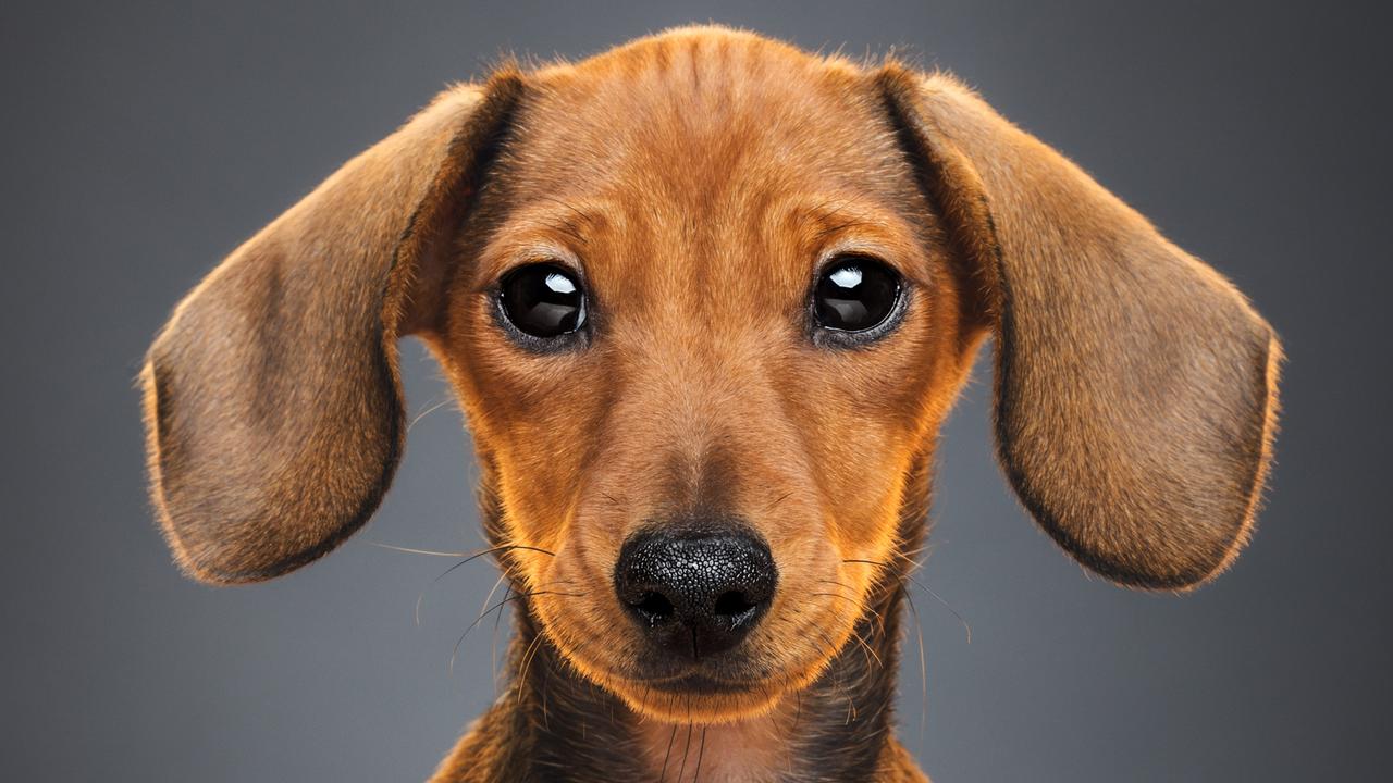 A three-month-old teckel dog practising puppy dog eyes to get humans to give her what she wants. Picture: Getty Images