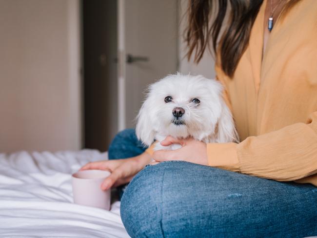 There are many reasons dogs pant at night. Picture: iStock