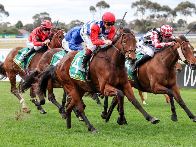 Golden Estrella can improve on a promising first-up run when she steps out at Pakenham on Thursday. Picture: Racing Photos via Getty Images.