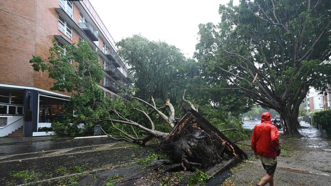 A large tree blocks a main road in Teneriffe as a result of ex cyclone Alfred, Brisbane. Picture: Lyndon Mechielsen/The Australian