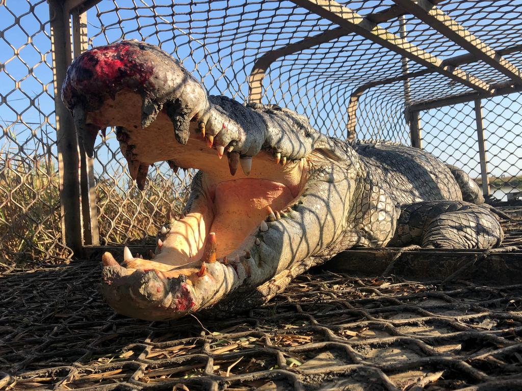 Mr Jensen, from Viborg, Denmark, got up close and personal with the predator. Picture: Niels Jensen/Caters News