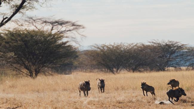 Warthogs on the move. Picture: Greg Funnell