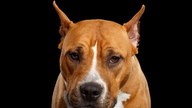 Portrait of Brown American Staffordshire Terrier Dog Looks scared Isolated on Black Background