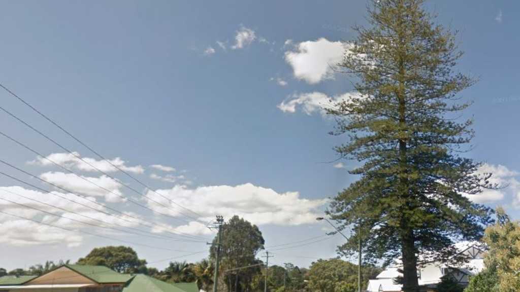 GOODBYE: The popular Norfolk Island Pine in Alstonville is set to be removed due to concerns regarding safety concerns.