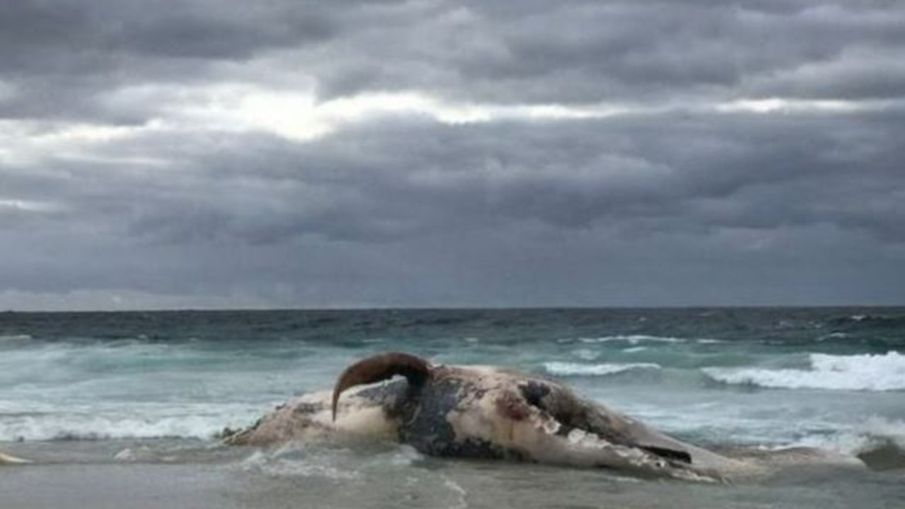 A whale carcass. Picture: 9 News