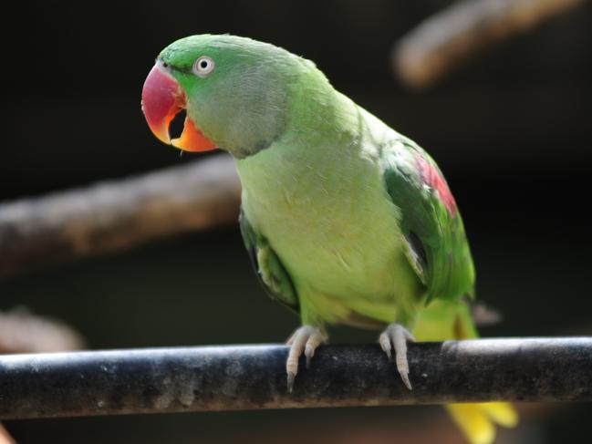 Some of the pet birds that are allegedly being stolen from the region. An Alexandrine Parakeet.