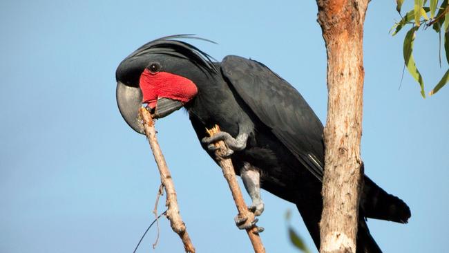 People For Wildlife has partnered with ecologist Dr Christina Zdenek to create new nesting sites for the endangered palm cockatoo. Picture: Christina Zdenek