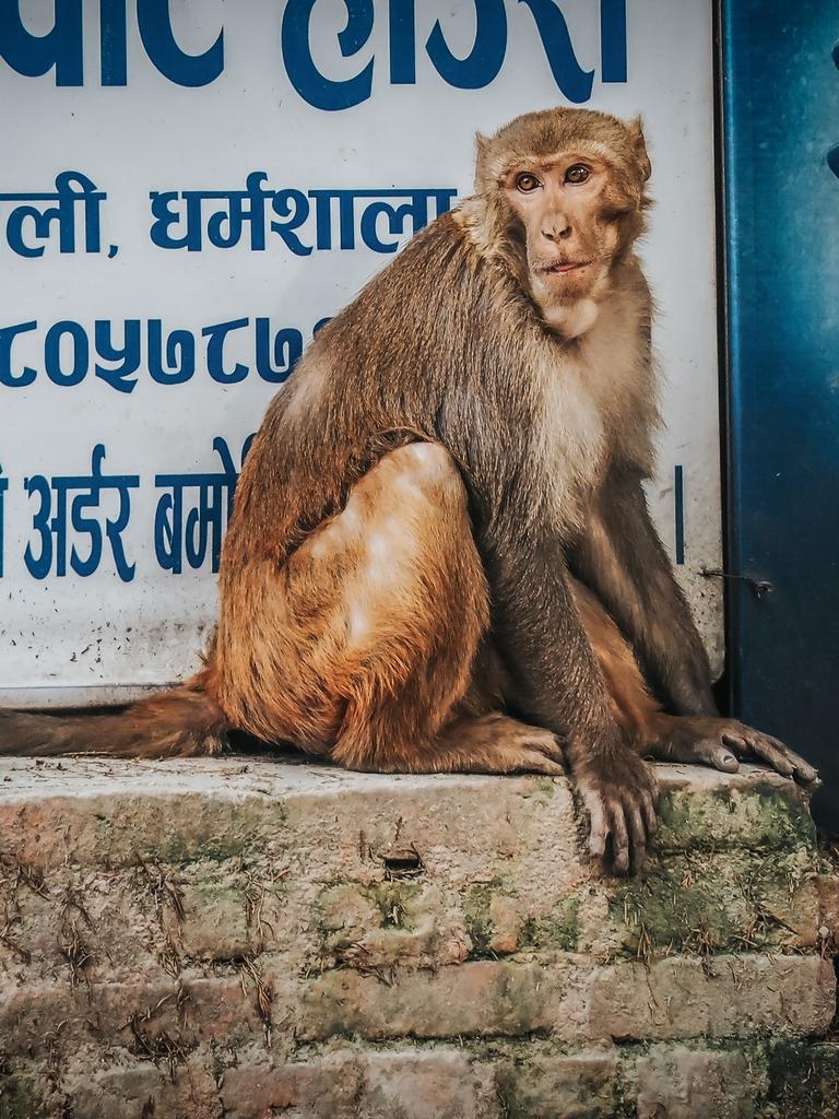 Local residents said a monkey pushed the boulder off a roof. Picture: iStock