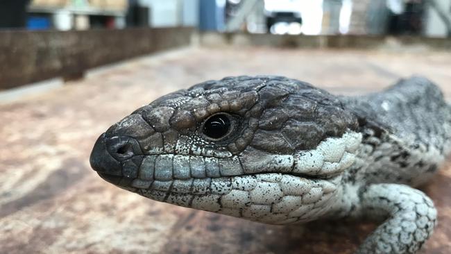 Police seized several Shingleback Lizards similar to this fellow.