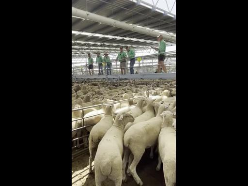 Lambs fire at Corowa