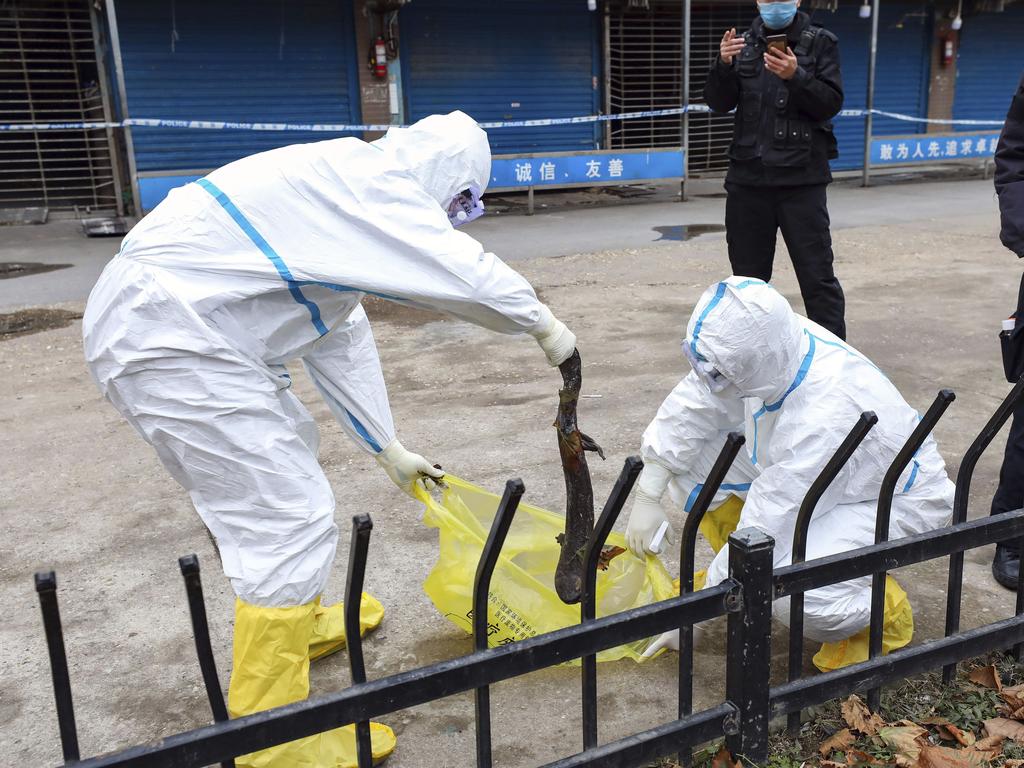 Workers in protective gear catch a giant salamander that was reported to have escaped from the Huanan Seafood Market in Wuhan. Picture: AP