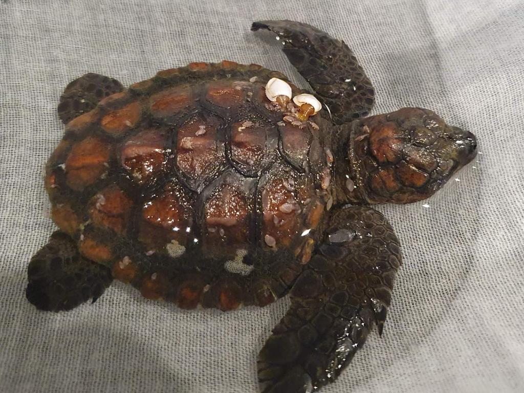 The turtle hatchlings that have washed up weigh between 27-40g and are no bigger than 5cm. Picture: Robert Olive via NCA NewsWire