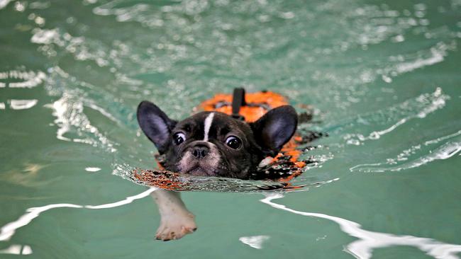Pups test the waters at K9 Swim pool school | Daily Telegraph