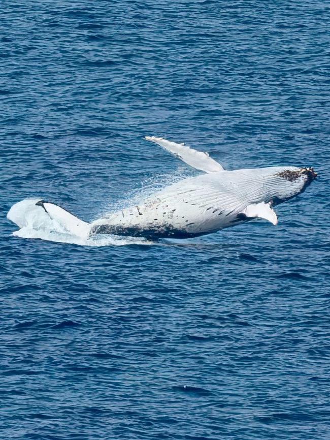 A humpback whale breaches off Encounter Bay. Picture: Andrew Chuck