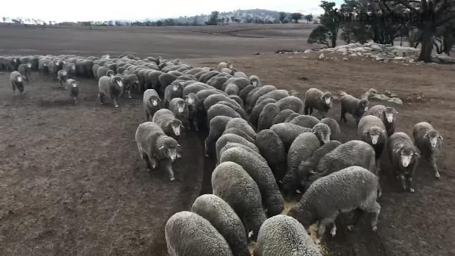 Starving sheep being fed at a NSW drought-stricken farm