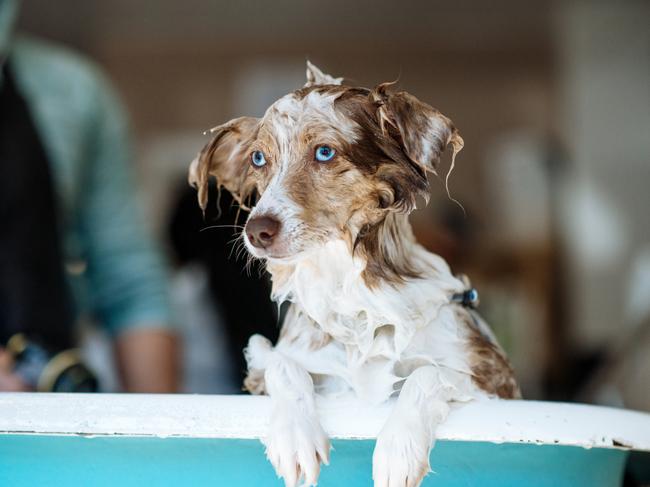 Lola the Mini Aussie ... “It’s all fun and games until Your parents take you to the @dirtydogwash.” Picture: Instagram
