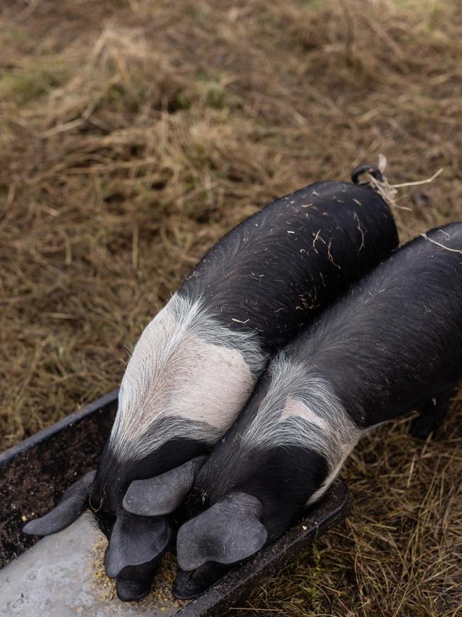 Pigs at Matthew Evans’s Fat Pig Farm. Picture: Adam Gibson