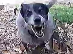 NT posties equipped with new dog deterrent after spate of attacks