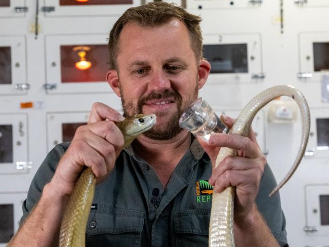 One of the world's most deadliest snakes has just made a world record for extracting the most venom in a single yield at the Australian Reptile Park. Picture: NewsWire Handout